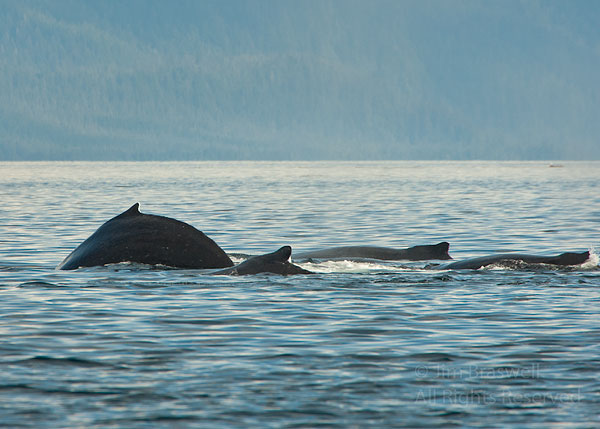 Pod of Humpback Whales