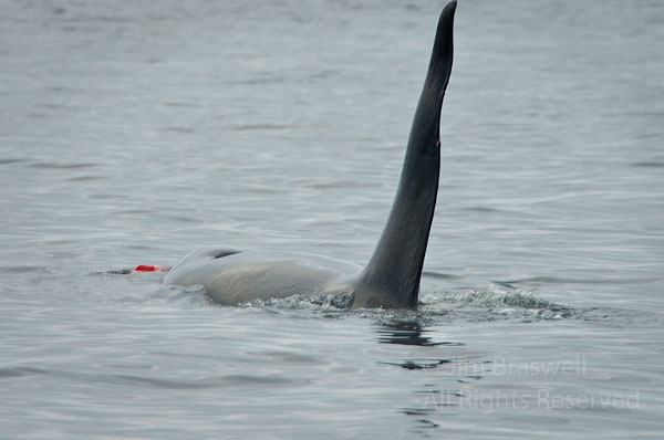 Adult Orca playing with remains