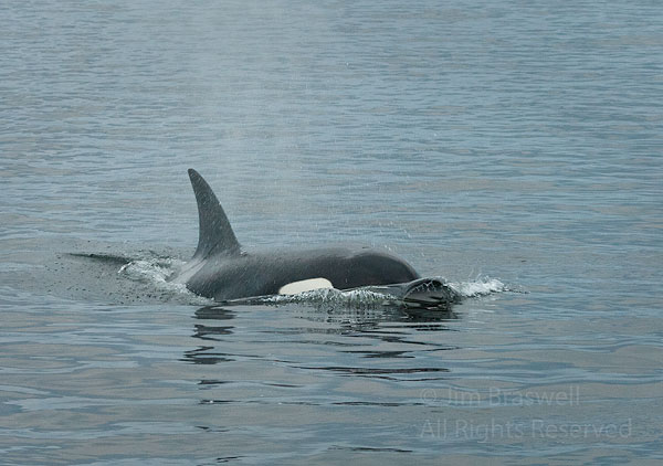 Orca swimming towards our boat