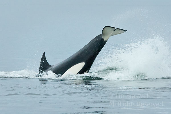 Orca playing