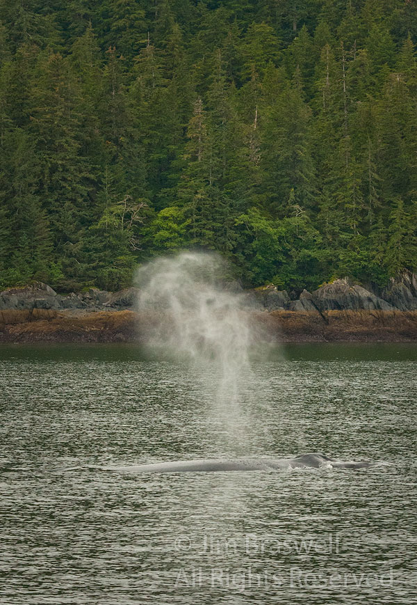 Humpback Whale spouting