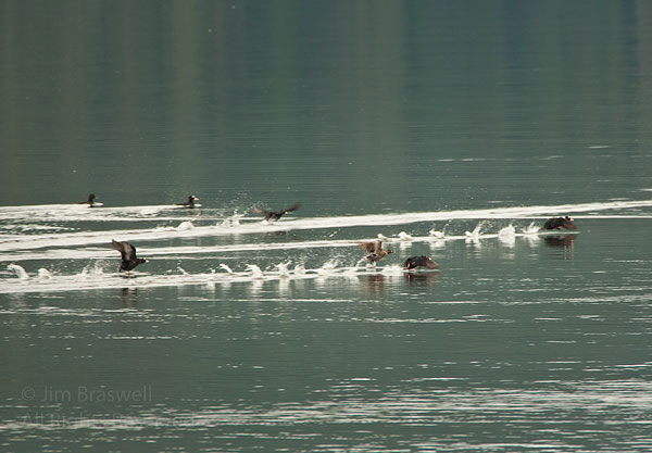 Surf Scoters taking off
