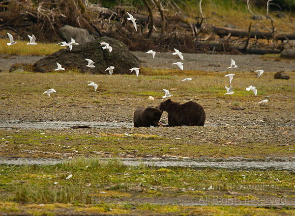 Brown Bear sow and yearling sharing salmon