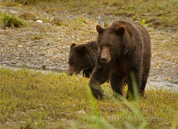 Brown Bear sow and cub approaches us