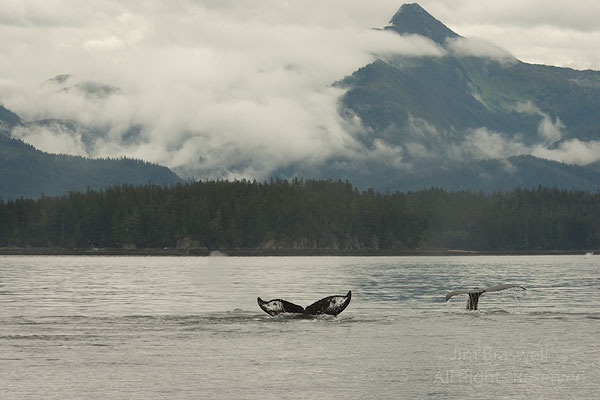 Humpback Whales fluke in front of scenic mountain, Alaska