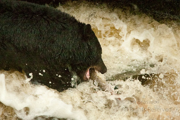 Black Bear catching a salmon