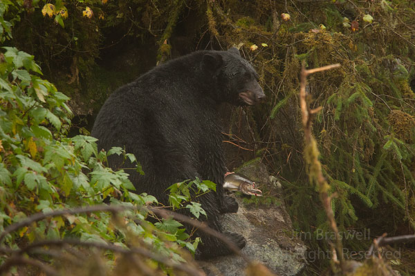 Black Bear boar with a salmon