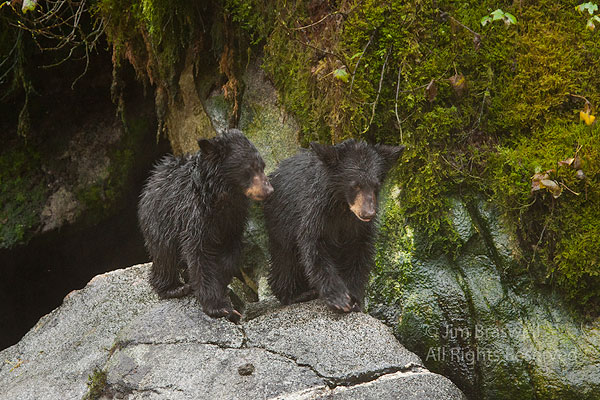 Black Bear cubs wait for mom