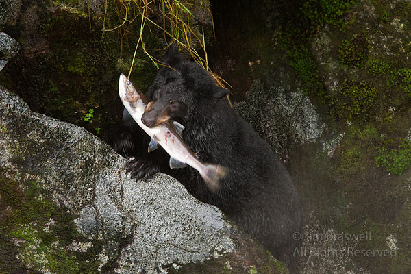 Young black bear with salmon caught in Anan Creek