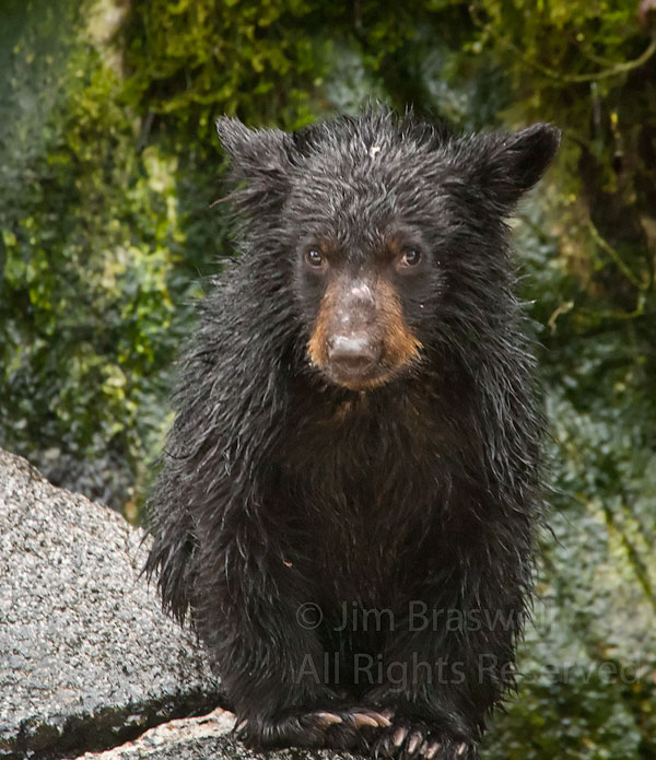 Black Bear spring cub watches me