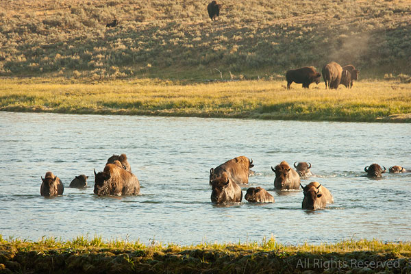Bison crossing the Yellowstone River
