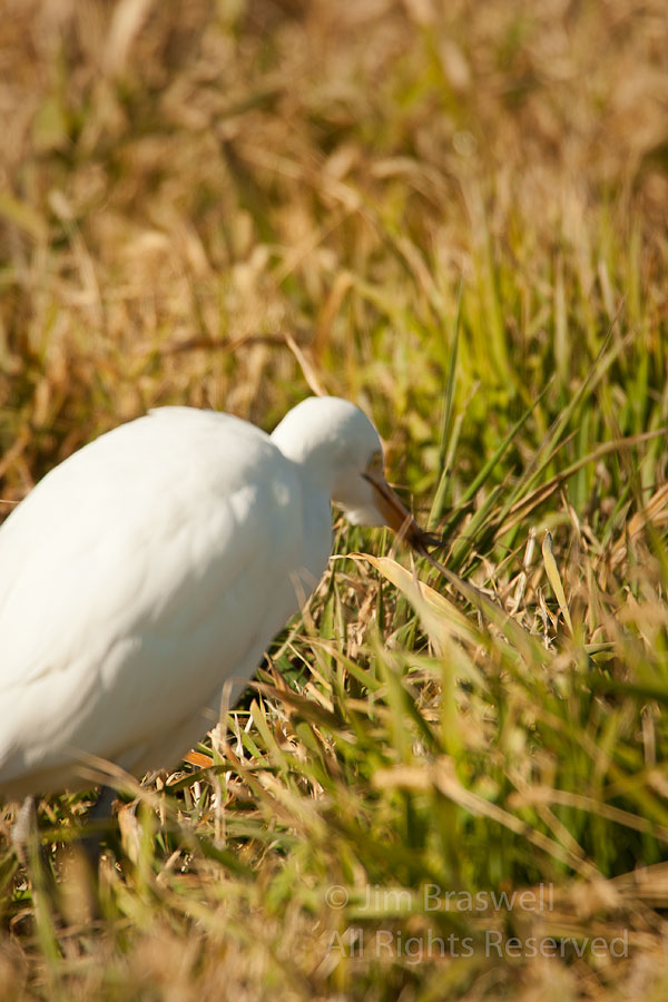 Cattle Egret catching insect