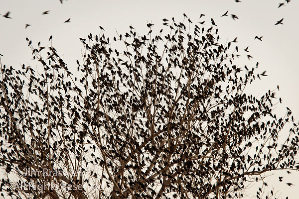Blackbirds swarming