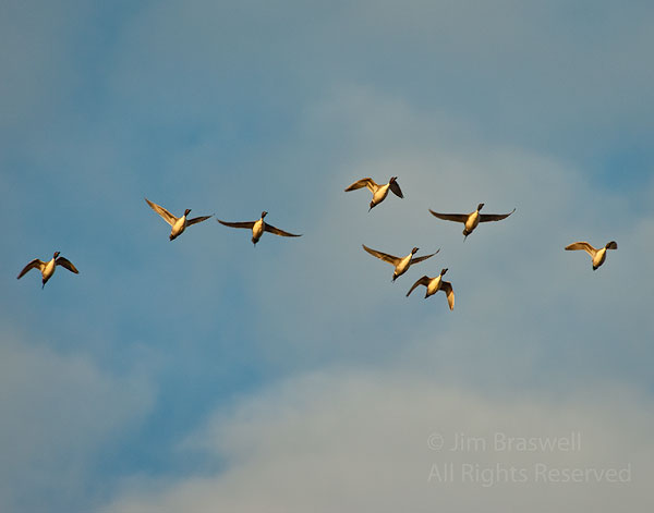Northern Pintails in flight