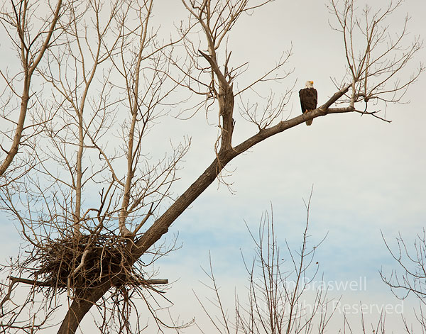 Adult Bald Eagle sitting near nest
