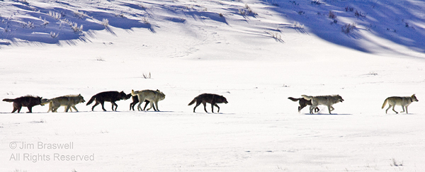 Druid Wolf Pack traveling in the Lamar Valley