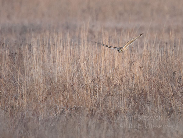 Short-Eared Owl hunting over the prairie