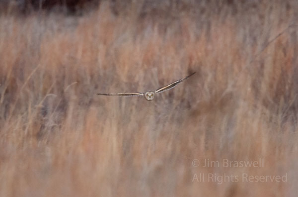 Short-Eared Owl flying over the prairie