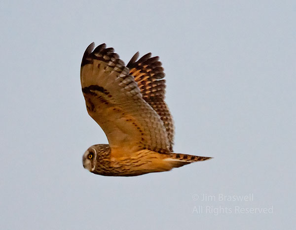 Short-Eared Owl flying by me in the prairie