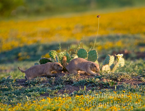 Black-tailed Prairie Dog pups playing in the dust