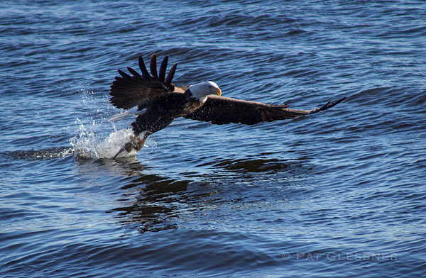 Adult Bald Eagle catching fish