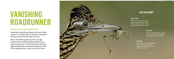 Greater Roadrunner graphic panel used by Natural History Museum of LA County